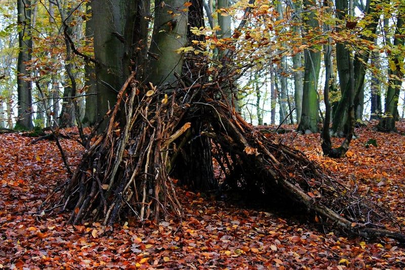 Où trouver des spots de bivouac en forêt pour un week-end inoubliable